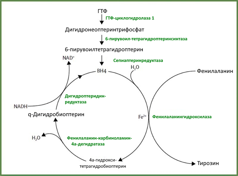 File:Phenylalanine hydroxylating system - in Russian.png