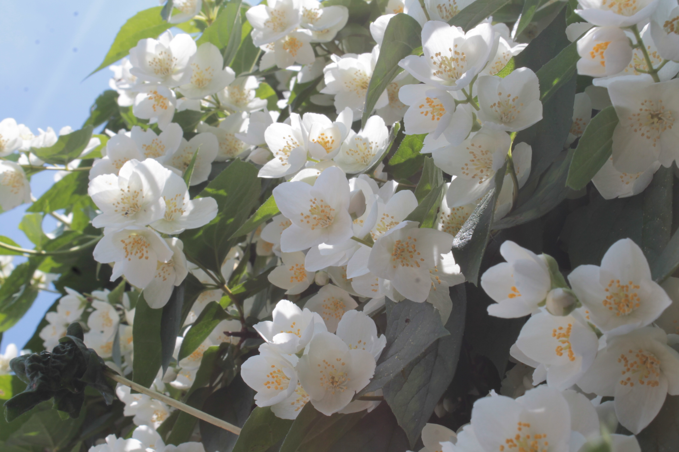 Philadelphus coronarius. Чубушник филадельфус. Чубушник Коронариус. Чубушник венечный (Philadelphus coronarius).