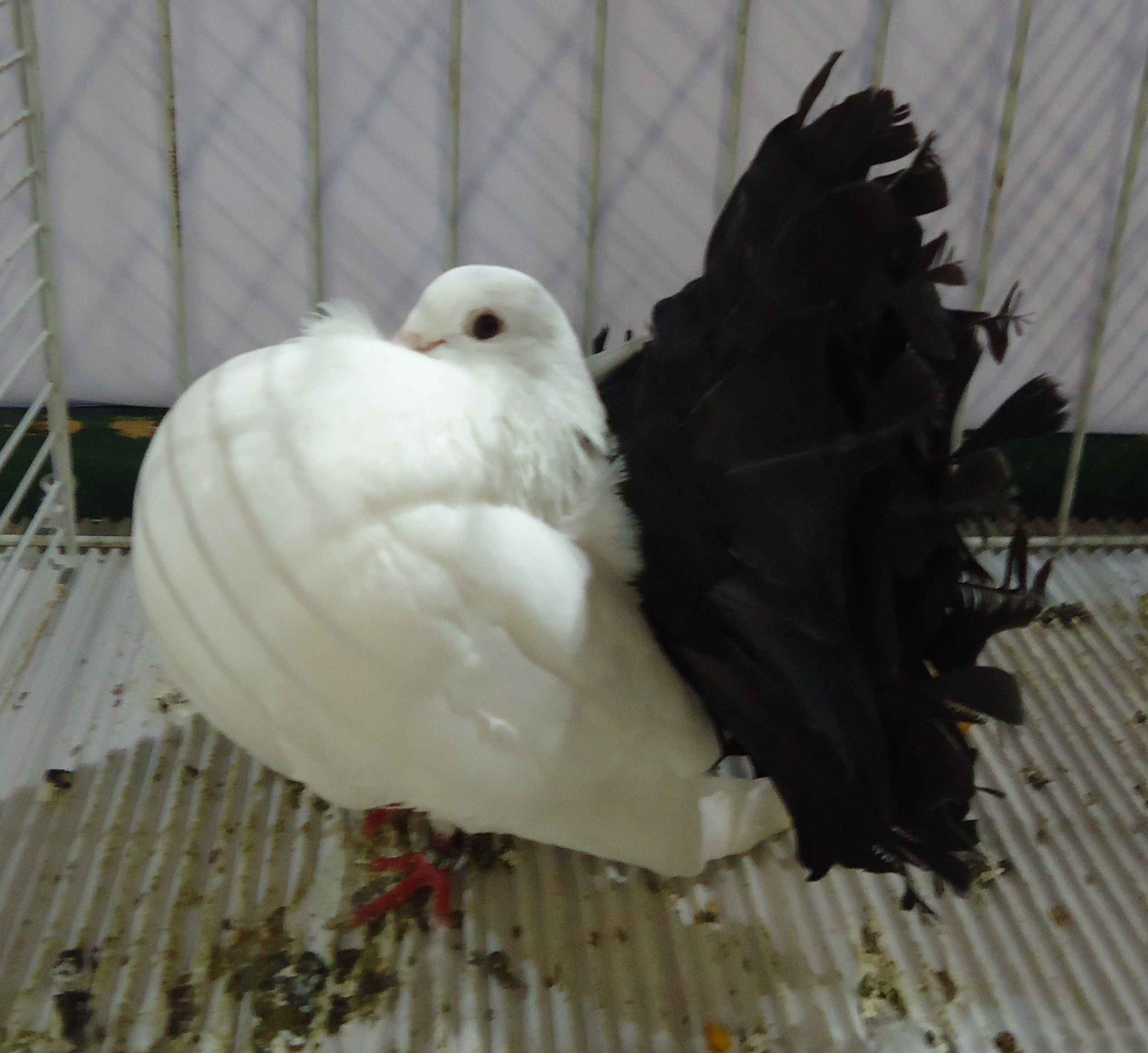 Fichier Pigeon paon blanc queue noir.jpg Wikip dia