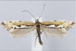 Plutella hyperboreella