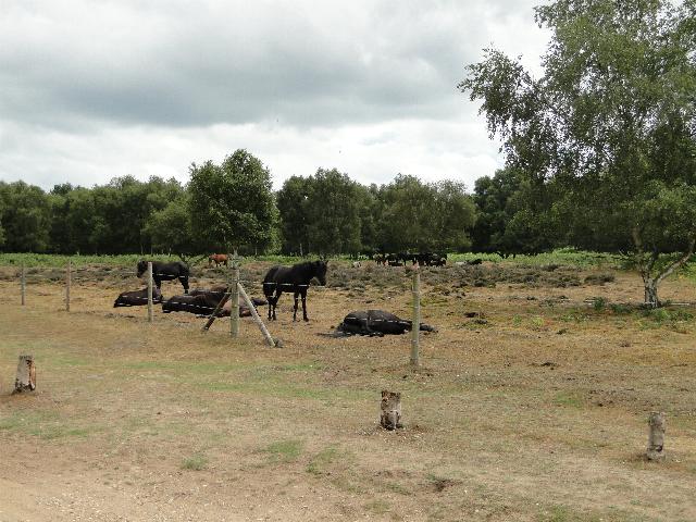 Ponies Lazing in the Sun - geograph.org.uk - 1982489