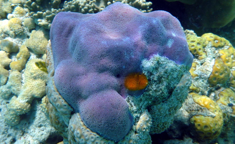 File:Porites lobata, Upolu Reef.jpeg