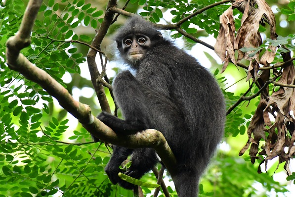 The average adult weight of a Raffles' banded langur is 7.02 kg (15.47 lbs)
