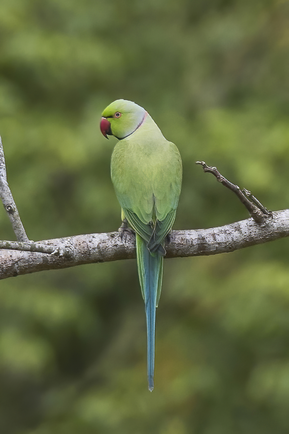 Rose-ringed Parakeet: The Colorful Chatterbox | Nepal Desk