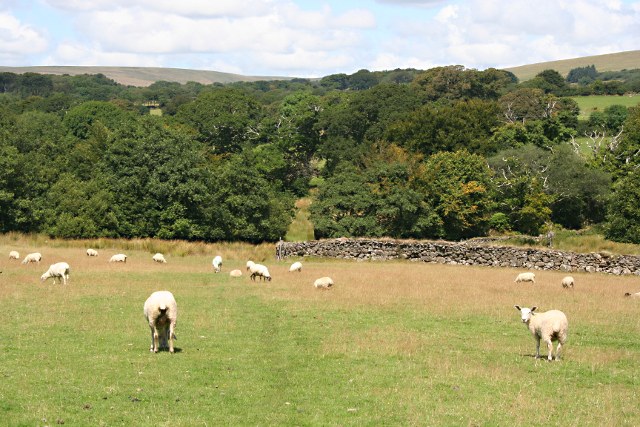 File:Sheep Pasture and Oak Woodland - geograph.org.uk - 1433036.jpg