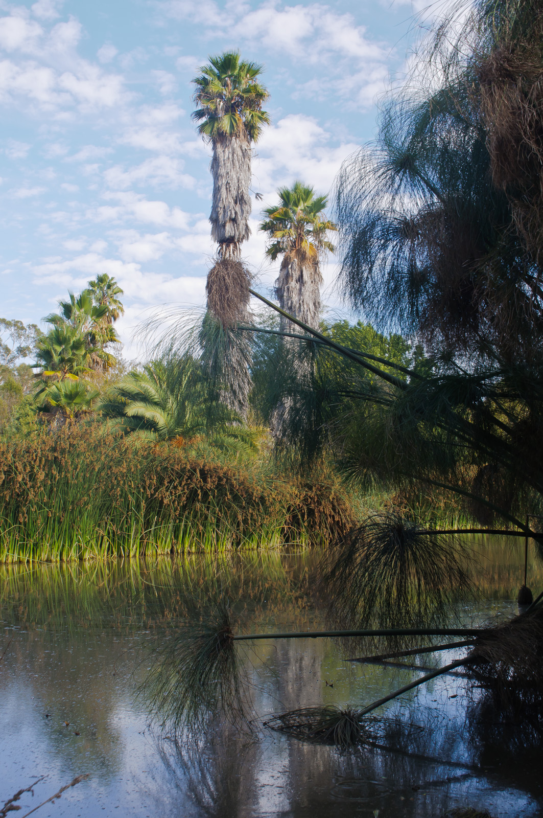 File South Bay Botanic Garden Palos Verdes Peninsula 8038130435