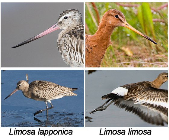 File:Tail-beak limosa lapponica vs limosa limosa.jpg