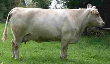 A Tasmanian Grey cow Tasmanian Grey.jpg