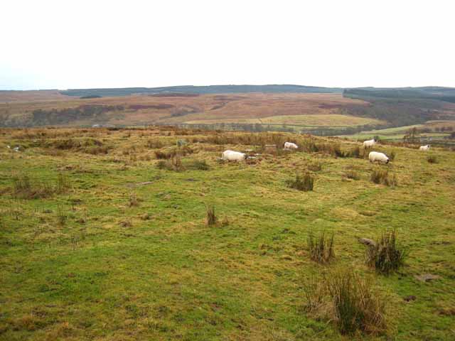 File:The site of Bellshiel Pit Cottage - geograph.org.uk - 657191.jpg