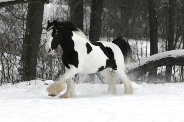 Cob Gypsy — Wikipédia