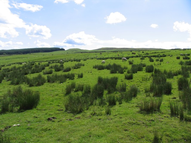 File:Towards Scrog Hill - geograph.org.uk - 501217.jpg