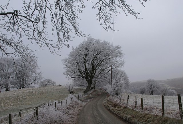 File:Tree by the lane to Ratlinghope - geograph.org.uk - 1113708.jpg