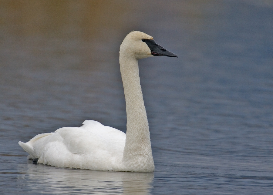 File:Trumpeter Swan - natures pics 2.jpg - Wikimedia Commons