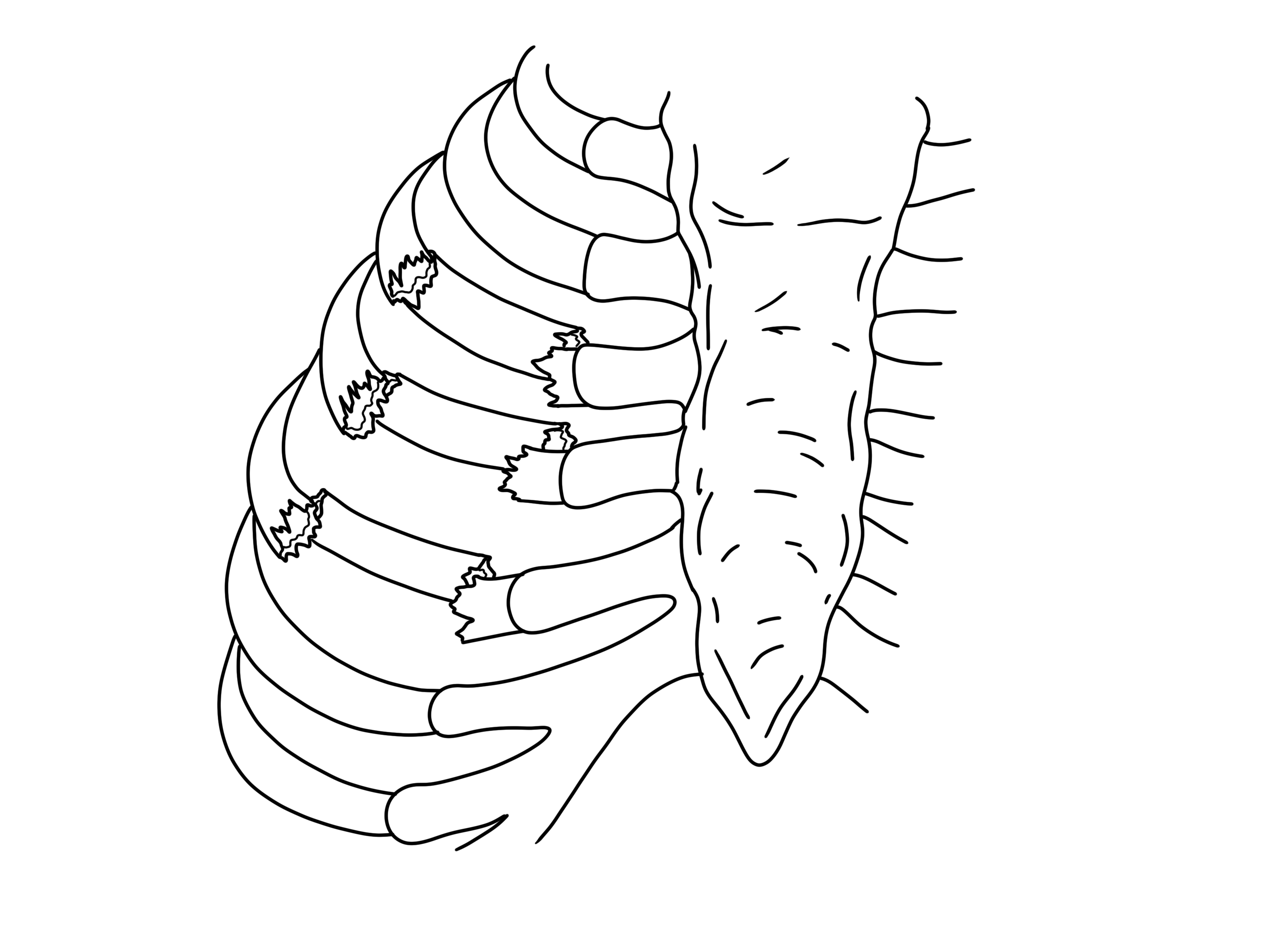 How many ribs in a human