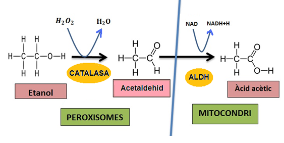 Via metabòlica de l'etanol en els peroxisomes