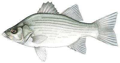 File:White Bass.jpg