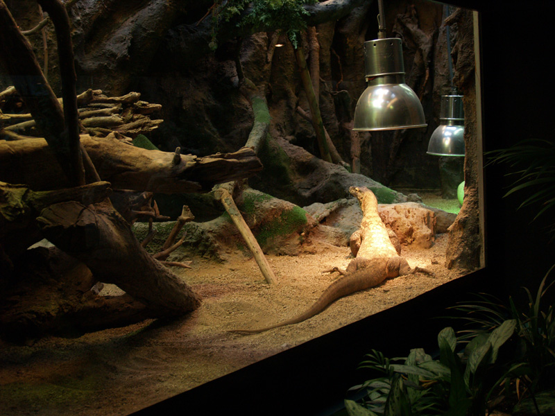 File:Zoo Barceloa Terrarium Komodo.jpg