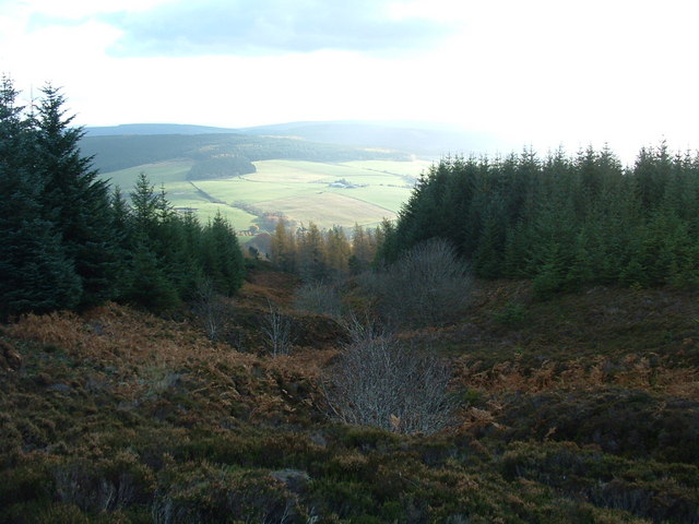 File:A break in the forest. - geograph.org.uk - 273826.jpg