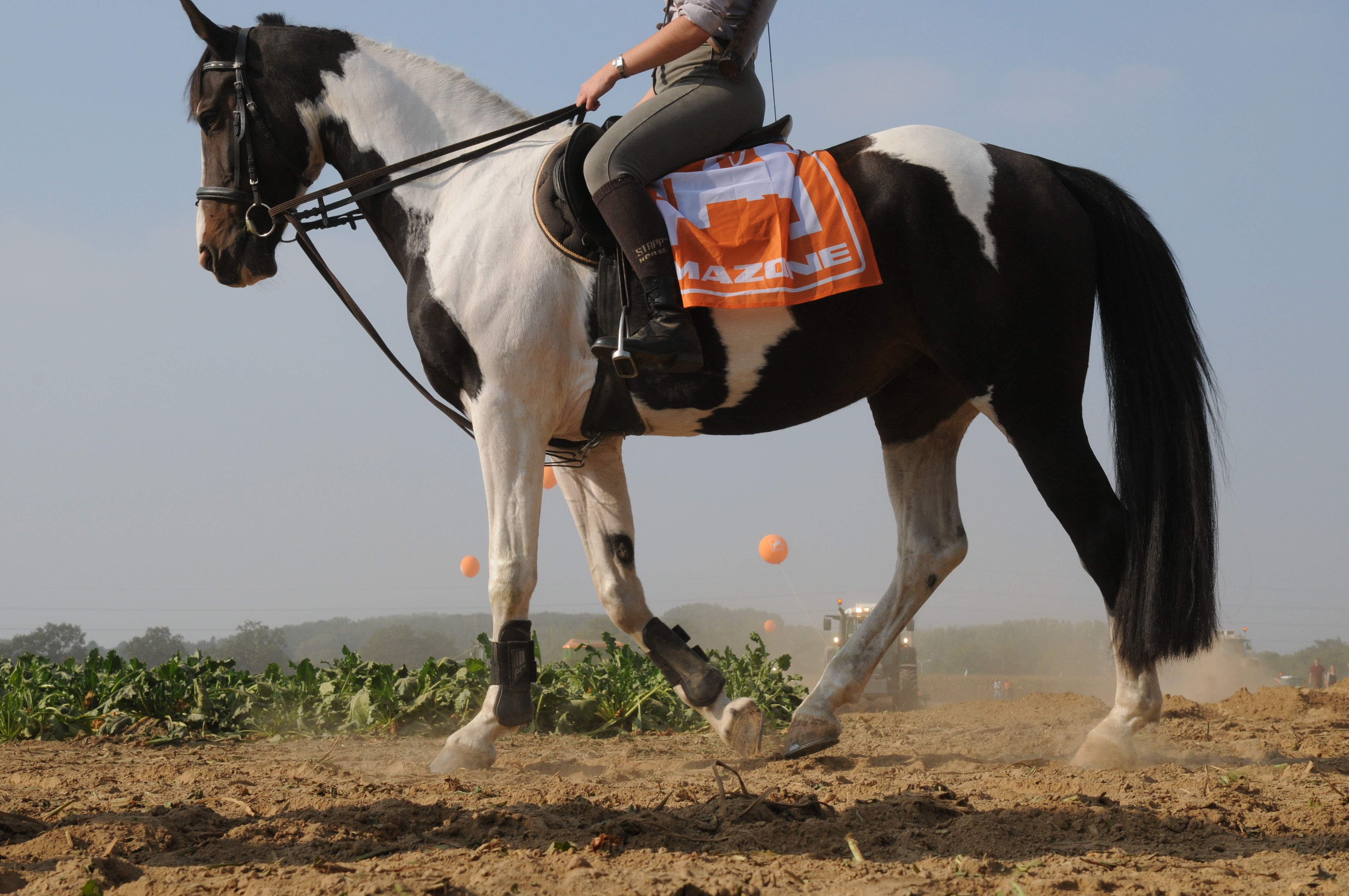 Le mémento de l'équitation - Galops 1 à 7