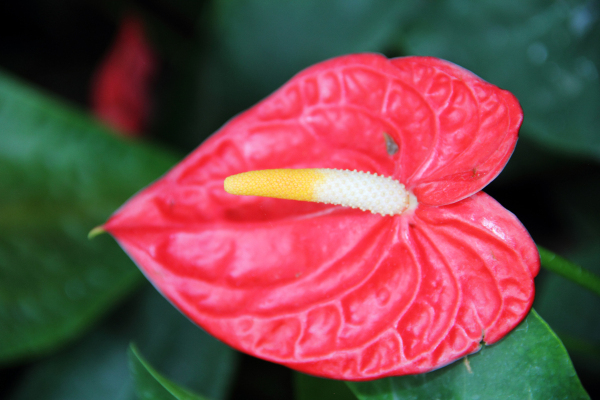 File:Anthurium andraeanum (5) 1200.jpg