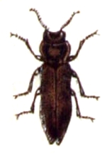 File:Aphanisticus.emarginatus.-.calwer.24.18.jpg