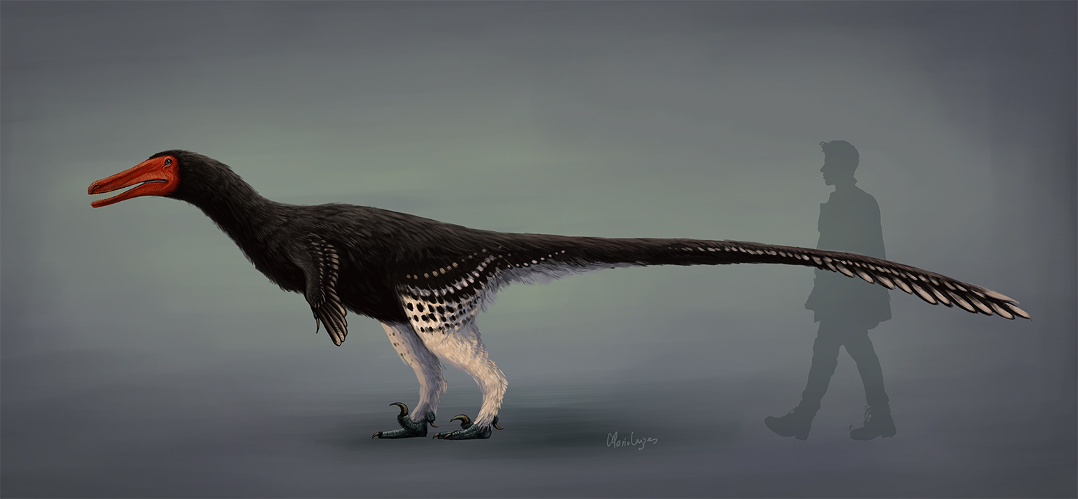 Austroraptor reconstrucción 2020.jpg