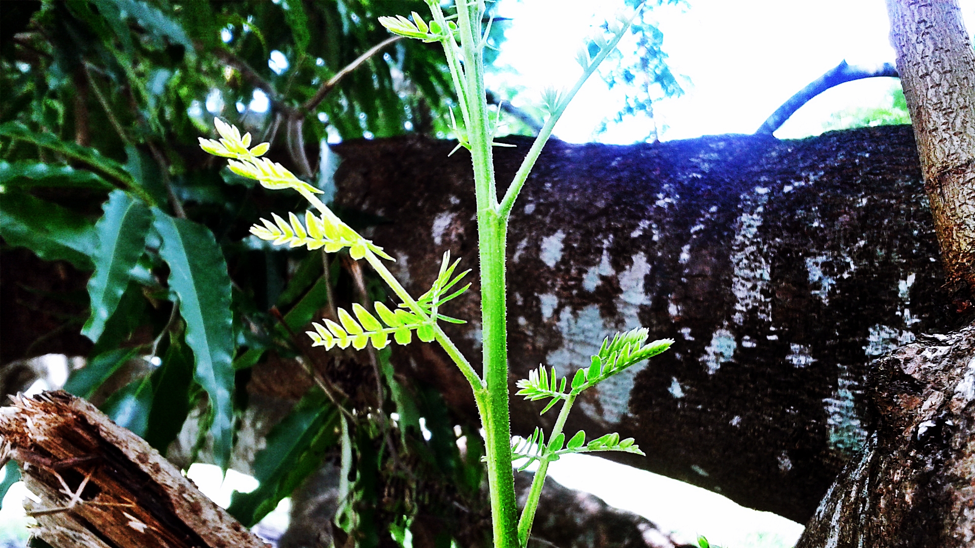 Baby plant