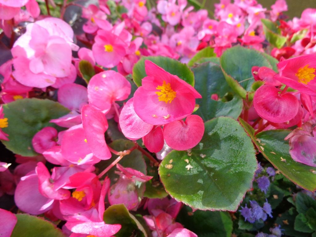 File:Begonia semperflorens  - Wikimedia Commons