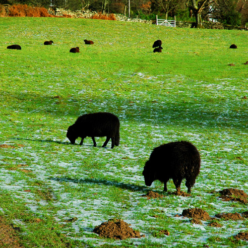 File:Black sheep.jpg