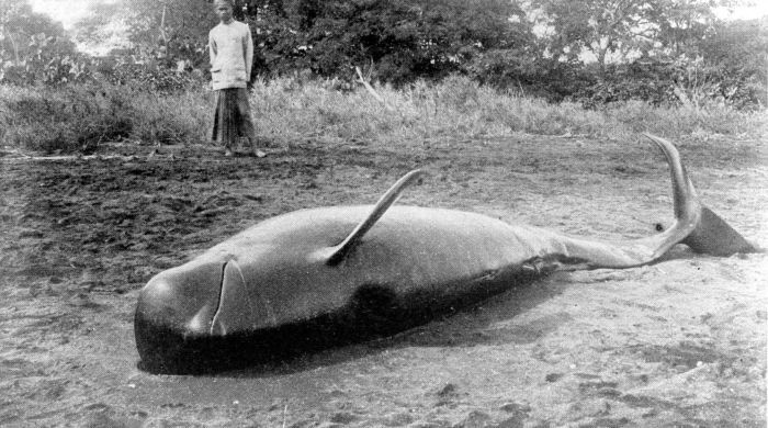 File:COLLECTIE TROPENMUSEUM Een gestrande bultkopdolfijn (Globicephala macrorhyncha of Gray Indian Pilot Whale) te Madoera TMnr 10006616.jpg