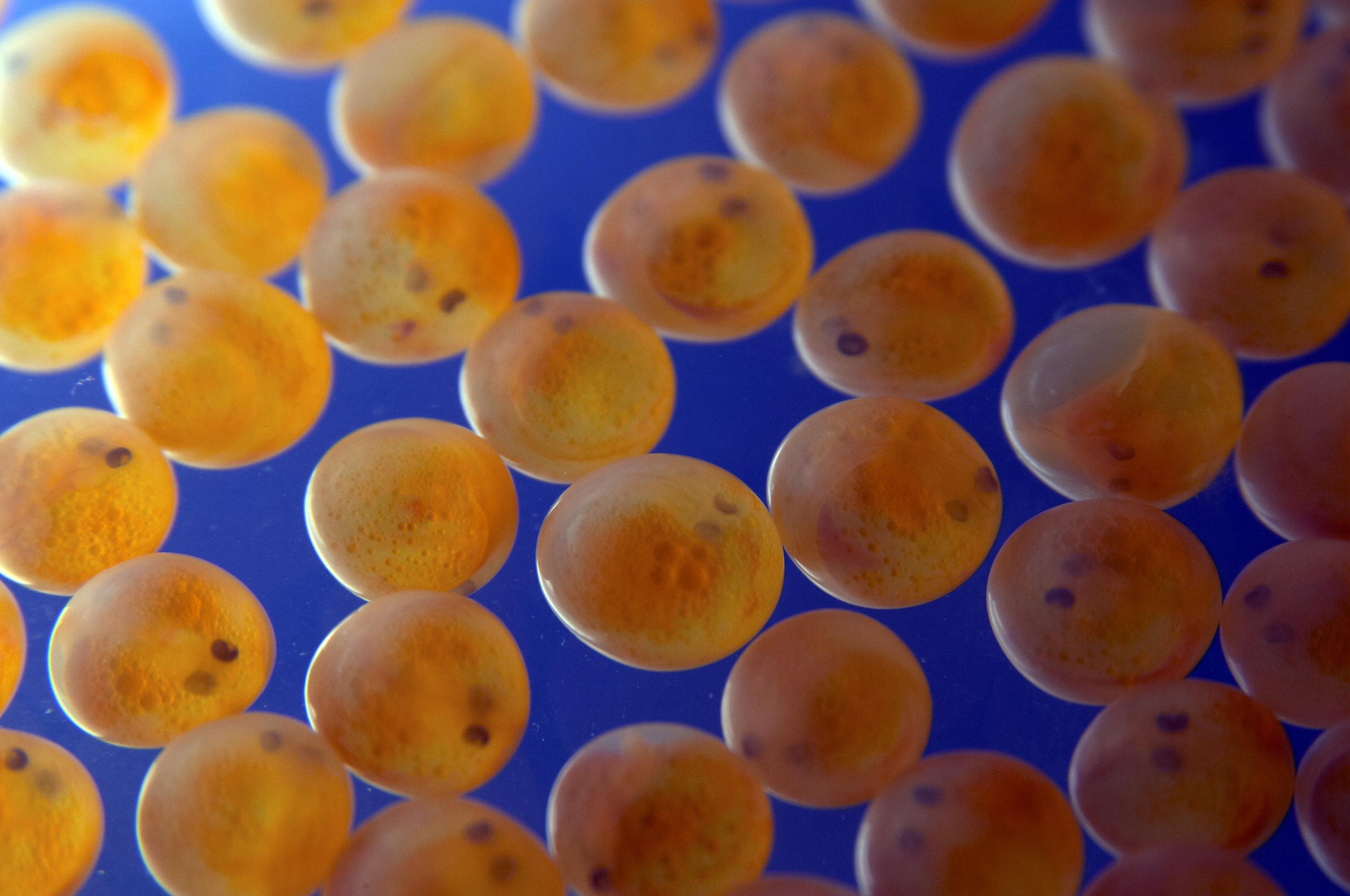 File:CSIRO ScienceImage 7285 Atlantic salmon eggs.jpg - Wikipedia