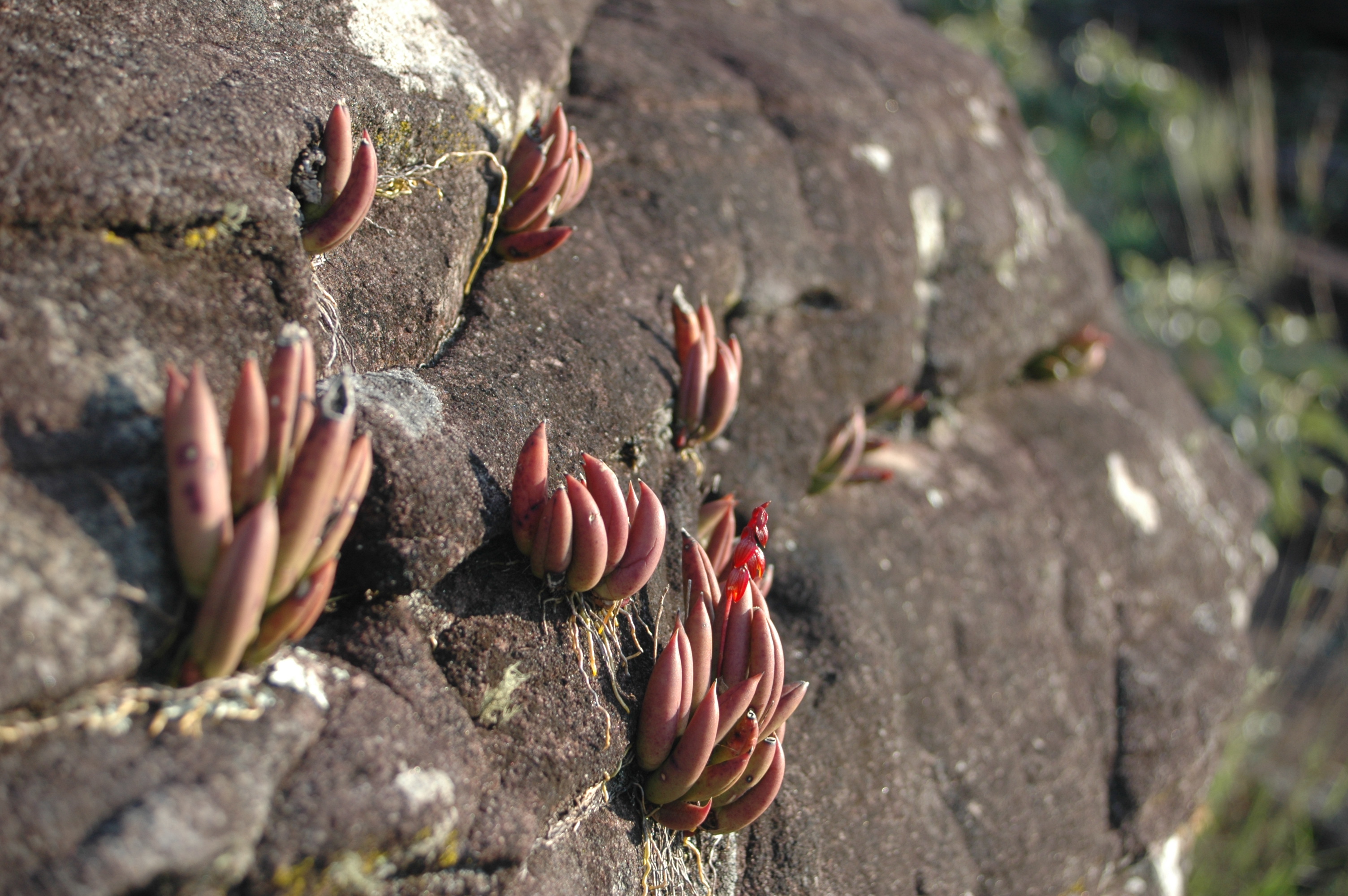 File:Carrancas MG - Orquídeas rupestres Pleurothallis.jpg - Wikimedia  Commons