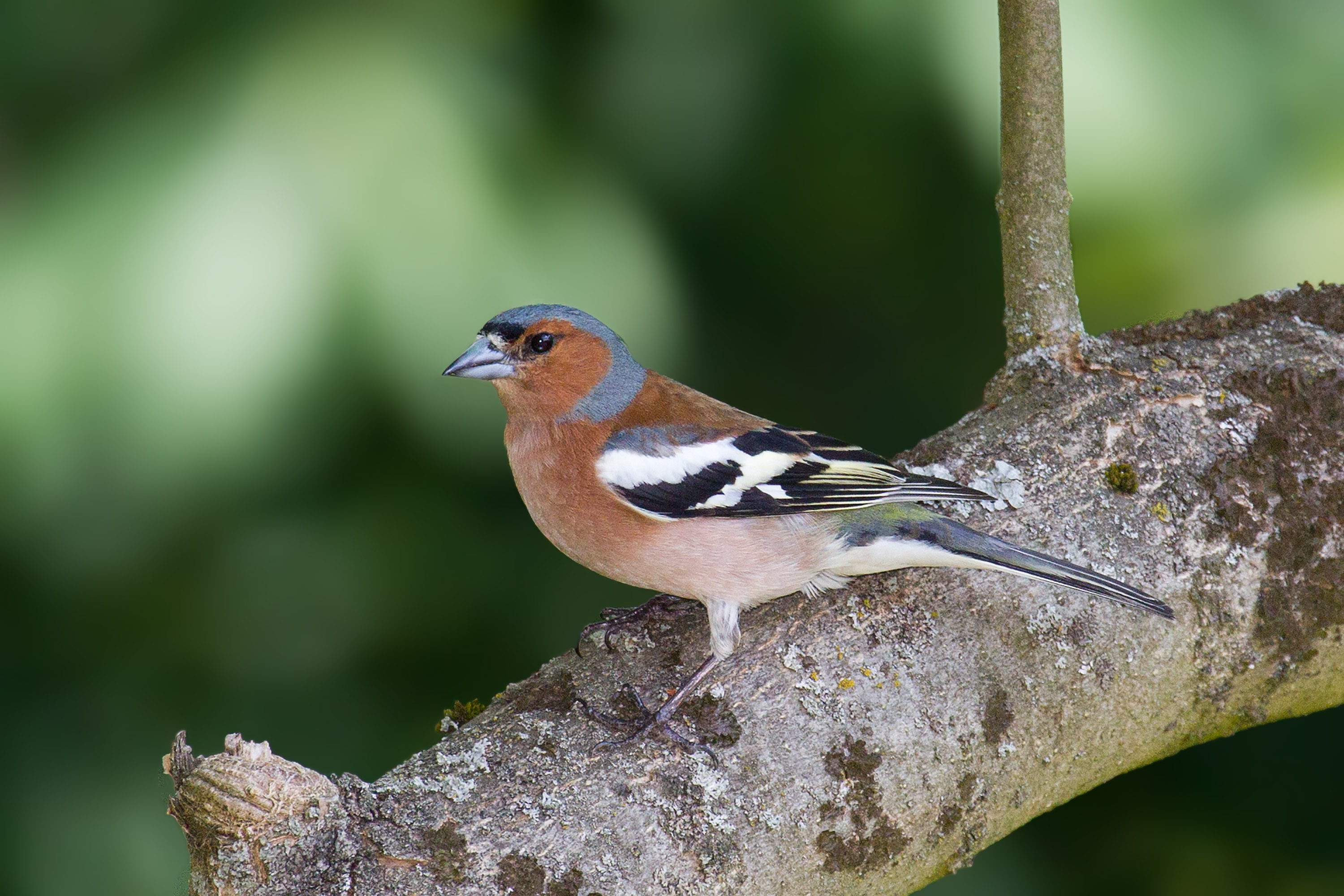 The Chaffinch le Pinson