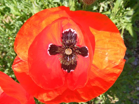 File:Corn-Poppies-Flowers 132982-480x360 (4899795671).jpg