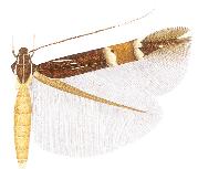 <i>Cosmopterix chaldene</i> Species of moth