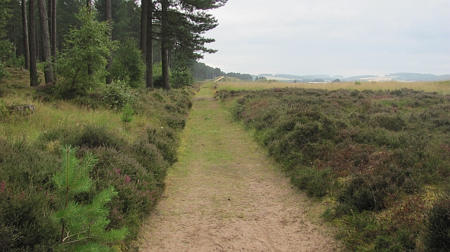 Edge of Tentsmuir Forest - geograph.org.uk - 2542815