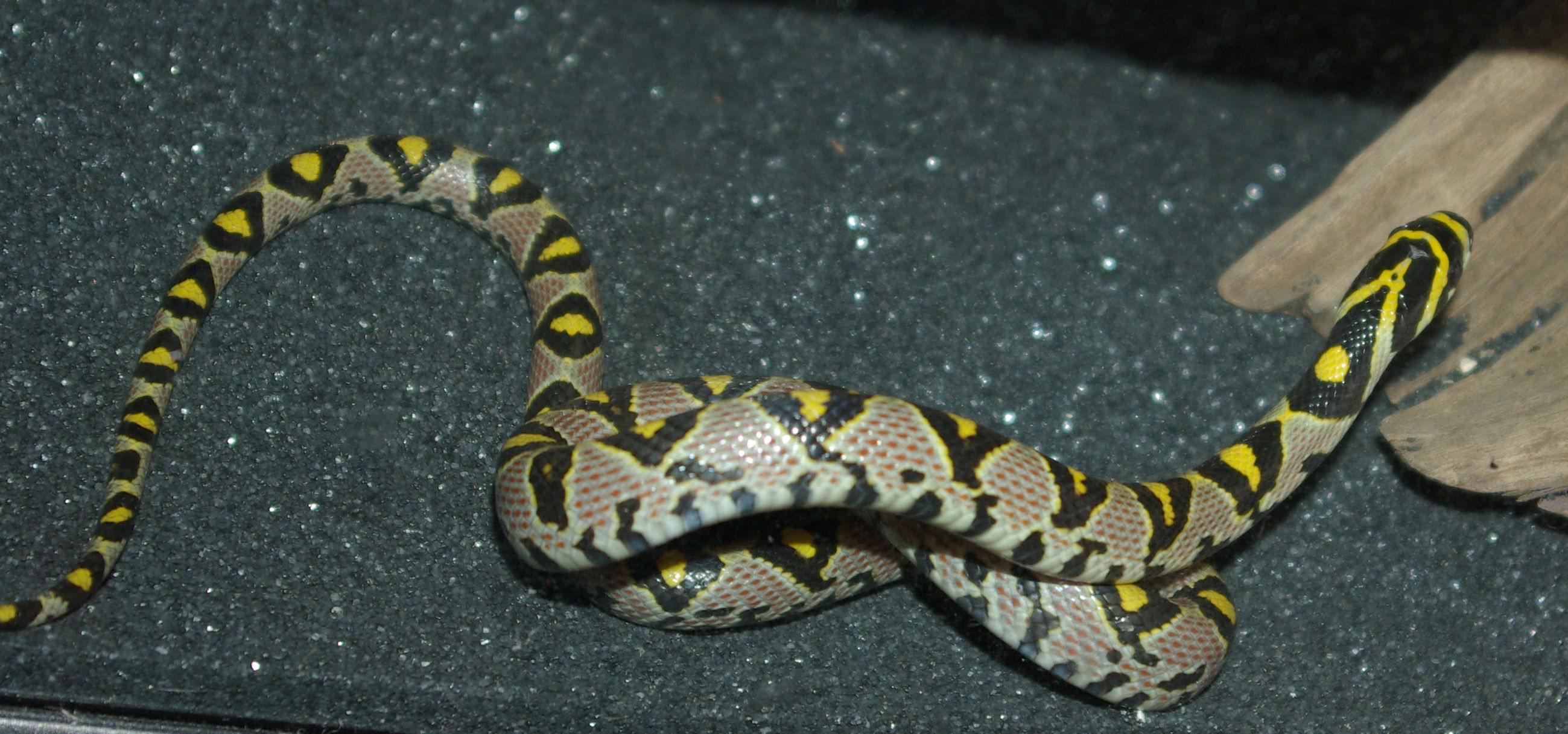 Serpente De Rato Da Floresta/conspicillatus Japoneses De Euprepiophis  Imagem de Stock - Imagem de rato, endêmica: 32480143