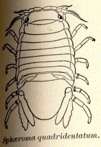 <i>Sphaeroma quadridentatum</i> Species of crustacean