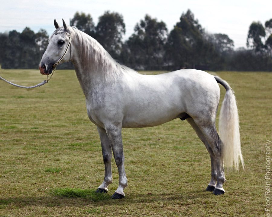 Lipizzaner Horse- The Majestic Beauty of the Top 25 Most Beautiful Horses on Planet Earth - Horse Gallop Paddock Galloping Running