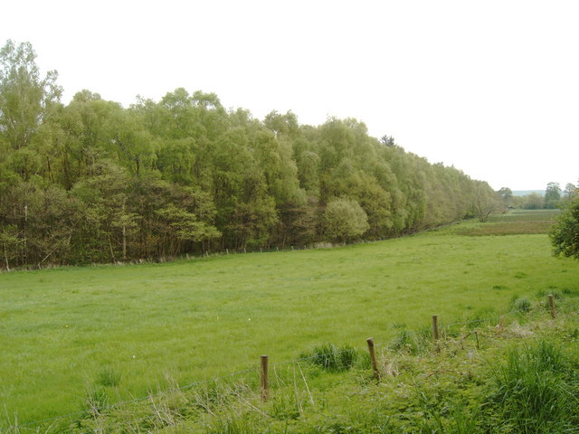 File:Field on the edge of Kirconnell National Nature Reserve - geograph.org.uk - 422665.jpg