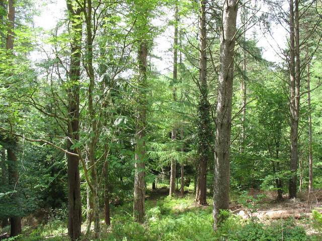 File:Forest hill slope path connecting the low and middle level forest roads - geograph.org.uk - 494129.jpg