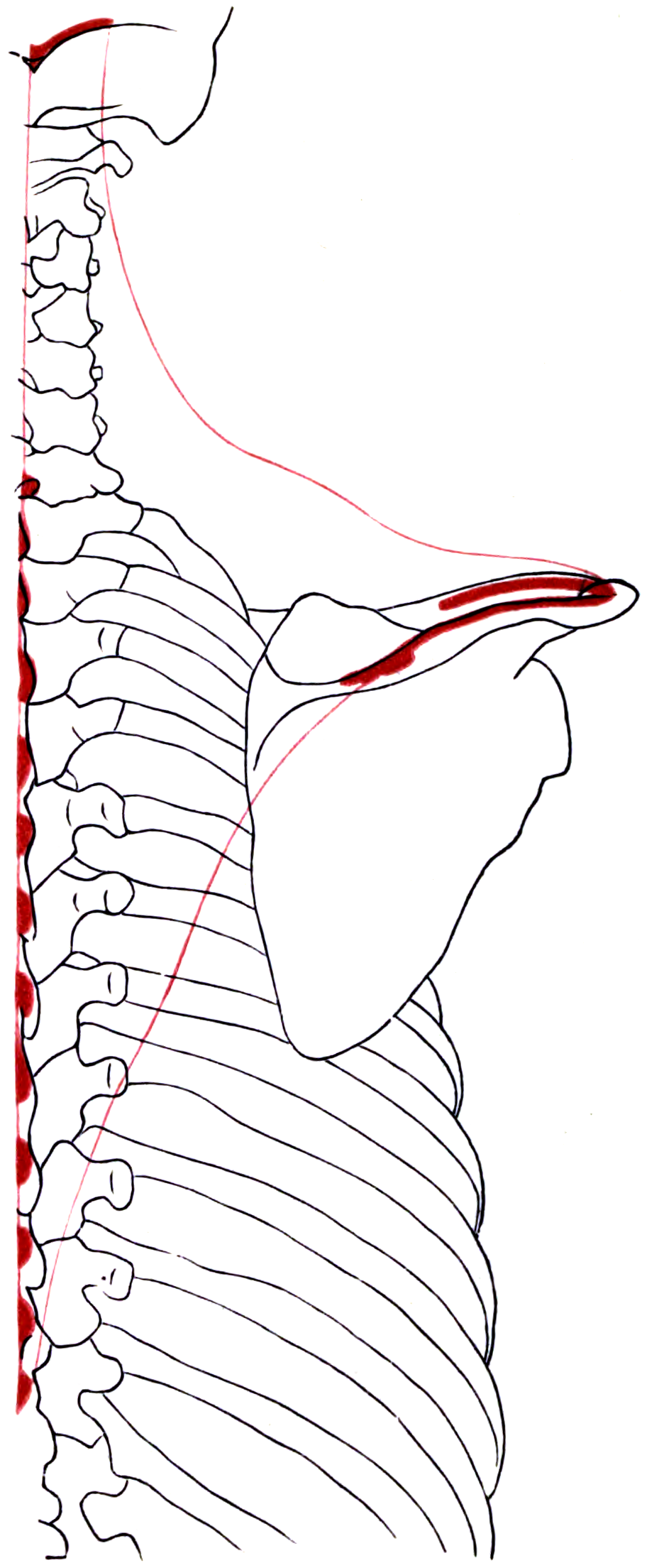 Trapezius Verspannung: Detonisieren ist hocheffektiv 6