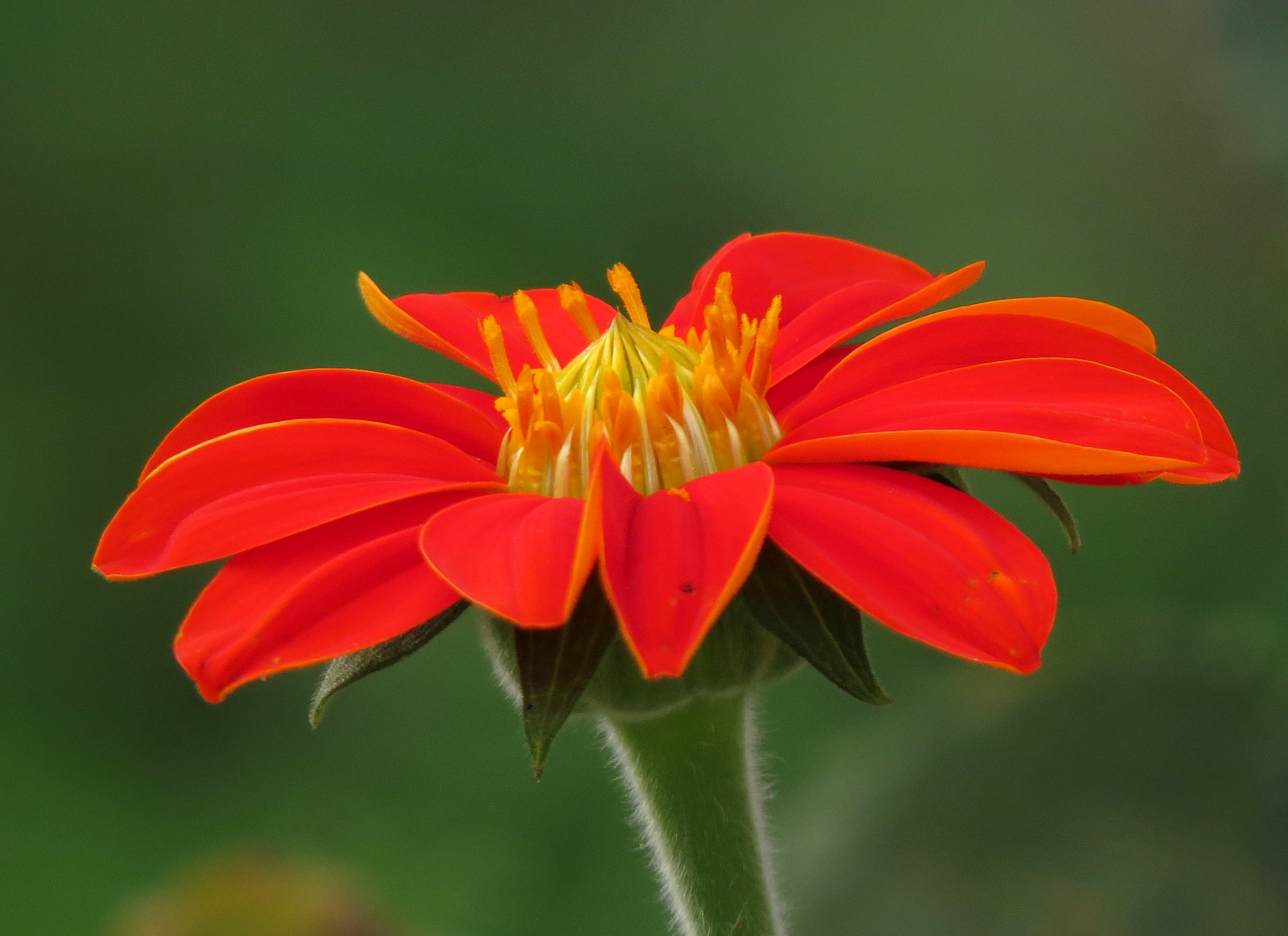 Que hacer cuando se seca la flor del girasol