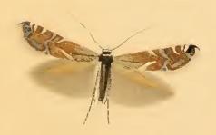 Glyphipterix simpliciella ill.JPG