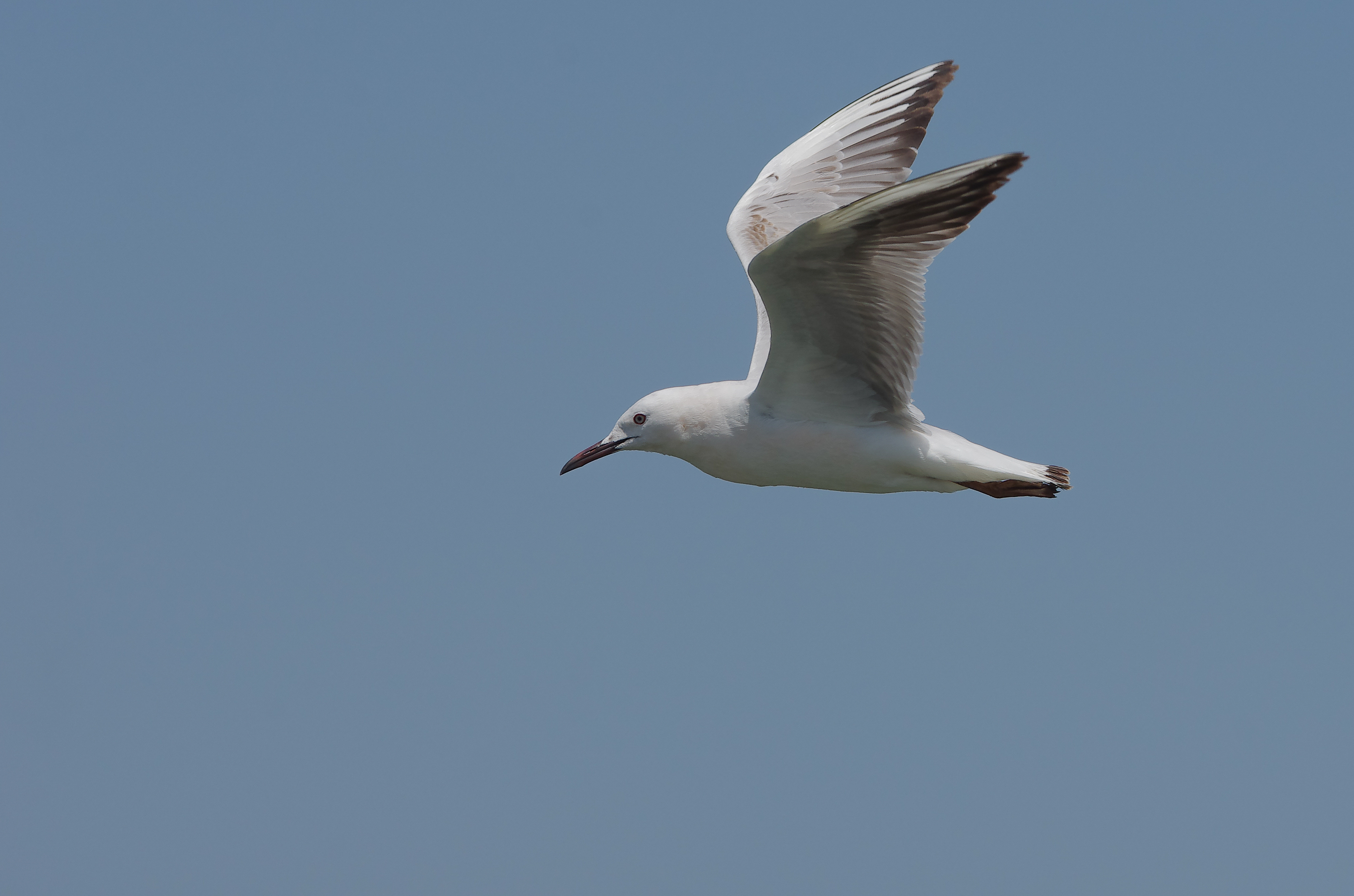 File Goeland Railleur Chroicocephalus Genei Slender Billed Gull Tunis Tunisia Jpg Wikimedia Commons