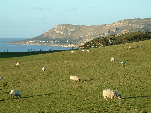 Great Orme - geograph.org.uk - 93645