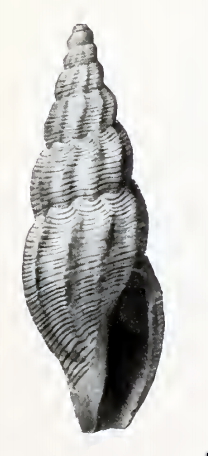 <i>Guraleus amplexus</i> Species of gastropod