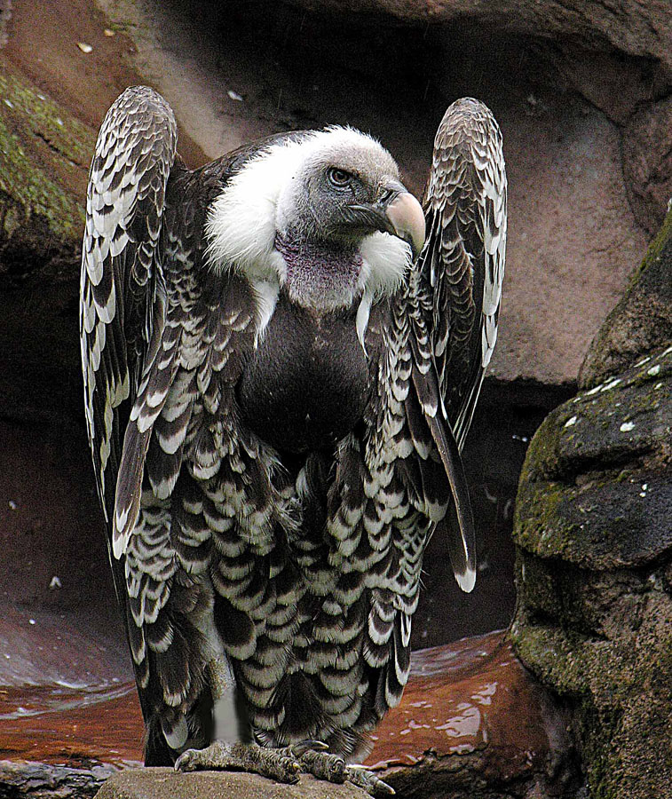 éphrem volkov ★ oiseau de proie Gyps_rueppellii-_Ruppell%27s_Griffin_Vulture_%2821271562191%29