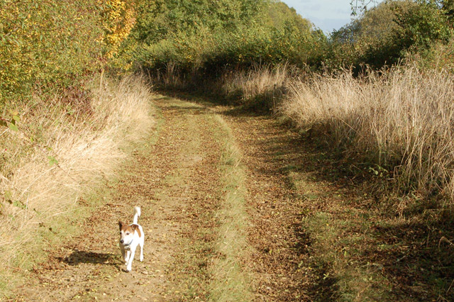 File:Gypsy Lane, Upper Shuckburgh (7) - geograph.org.uk - 1534987.jpg