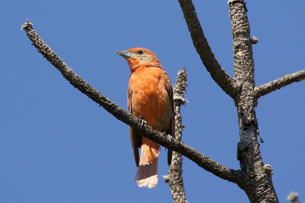 Hepatic Tanager (male) - Trip to Barfoot - Cave Creek - AZ - 2015-08-19at10-32-3315 (21637696125).jpg